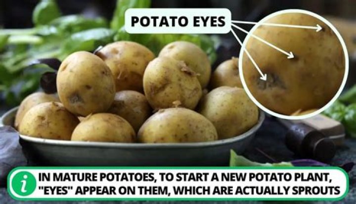 Why does my potato have eyes?