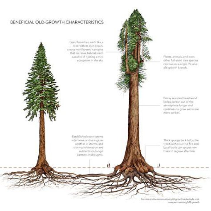 Why does Redwood turn black