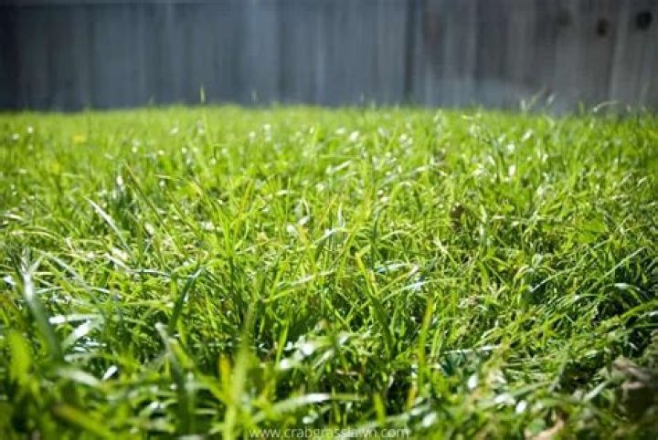 Will Bermuda grass grow in Ohio