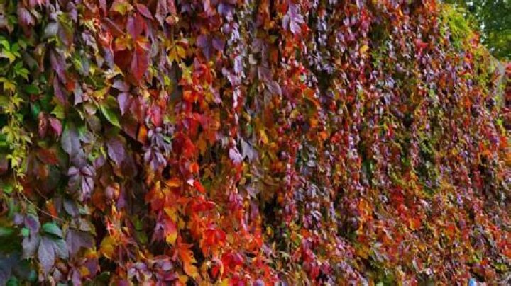 Will Virginia creeper grow down a wall