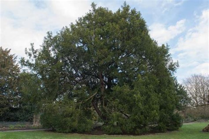 Will yew trees grow in shade